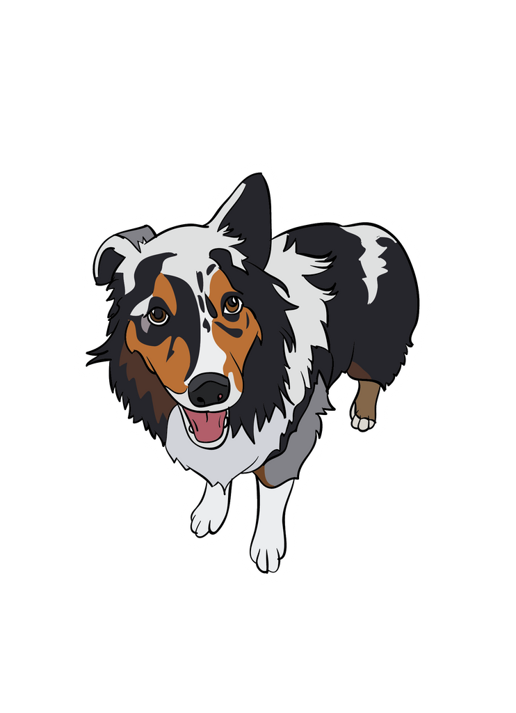 Illustration of Blue Merle Australian Shepherd standing as a sticker
